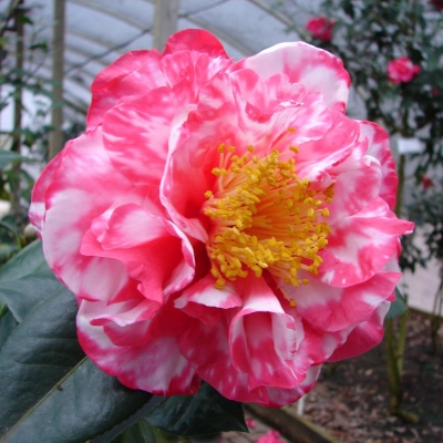 Ray Gentry Variegated